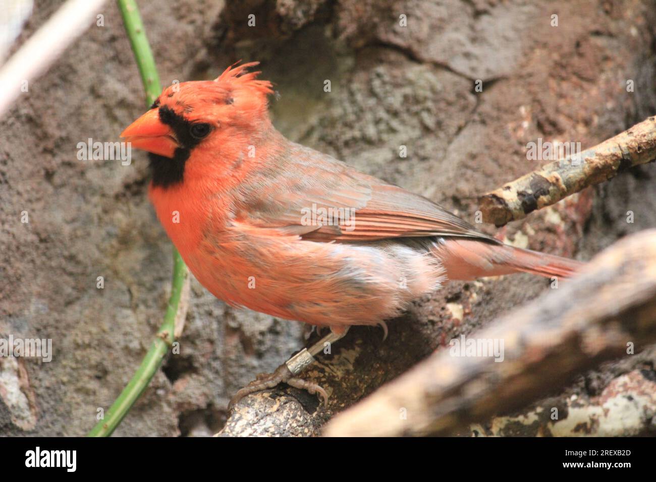 Cardinal Banque D'Images