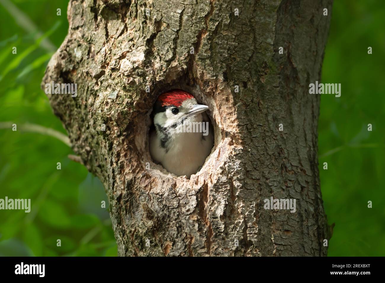 Gros plan d'un grand pic-bois juvénile assis dans un nid au printemps, Royaume-Uni. Banque D'Images