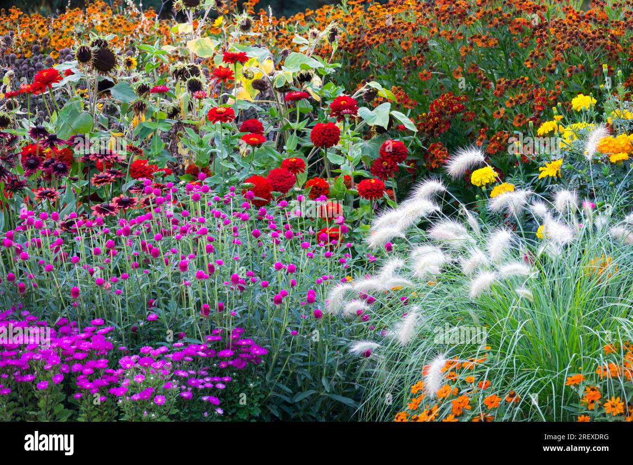 Violet rouge blanc orangé fleurs de jardin août plantes d'été Pennisetum villosum Feathertop, Asters, Zinnias, Marigolds jaunes, Helenium au lit Banque D'Images