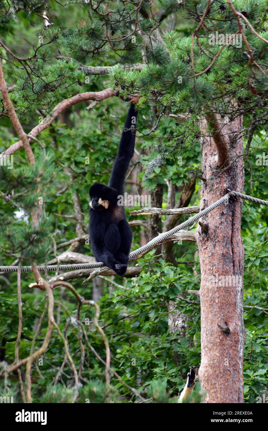 Gibbon noir avec joues bronzées assis sur une corde et se balançant d'un pin au zoo de Kristiansand, Norvège. Banque D'Images