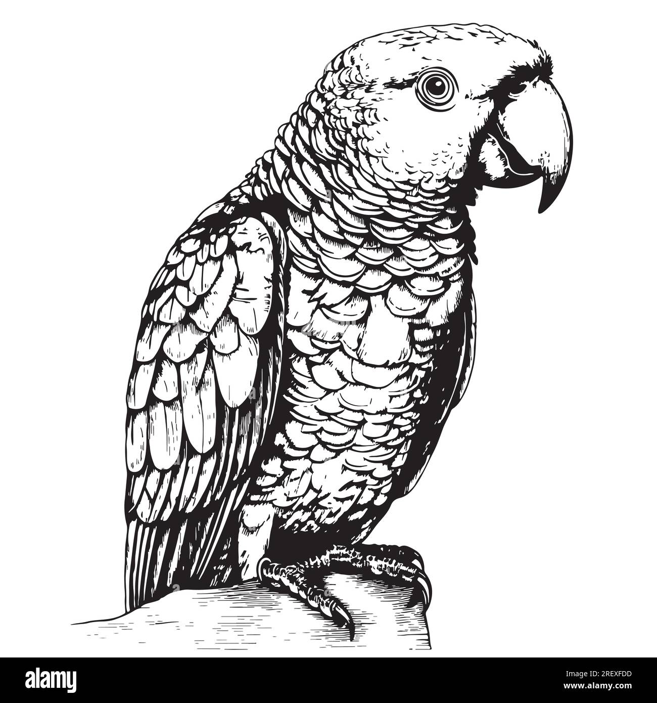 Beau perroquet assis sur une branche dessin à la main Bird Illustration de Vecteur