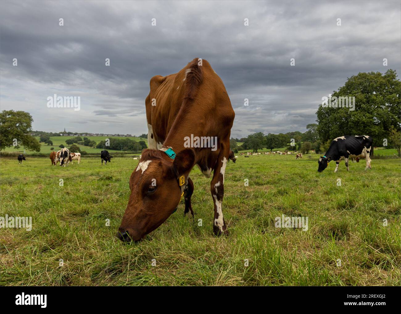 Vache laitière brune mangeant de l'herbe Banque D'Images