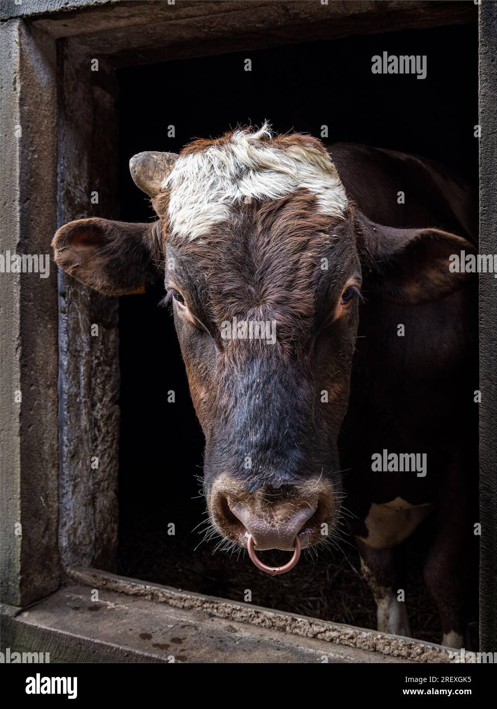 Bull à la fenêtre Banque D'Images