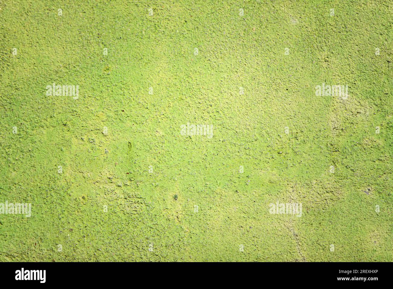 Surface en béton vert avec vieille peinture délavée. Ancienne texture de ciment Banque D'Images