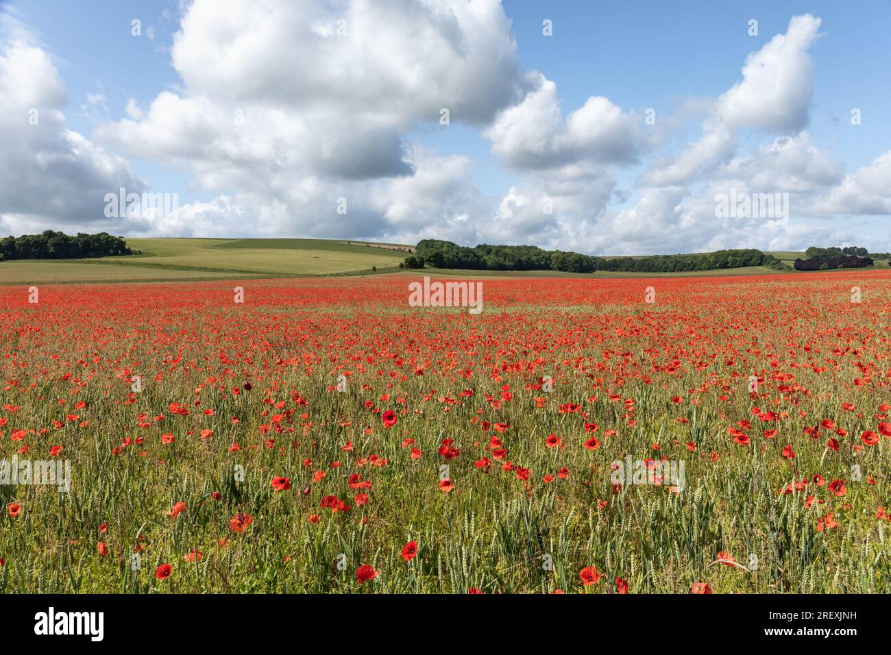 Merveilleux champ de blé et de pavot sur les terres agricoles à Rushall, Wiltshire, Angleterre Royaume-Uni. Prise en juin Banque D'Images