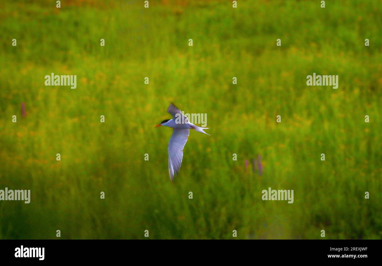 oiseau isolé en vol avec de l'herbe verte en arrière-plan Banque D'Images