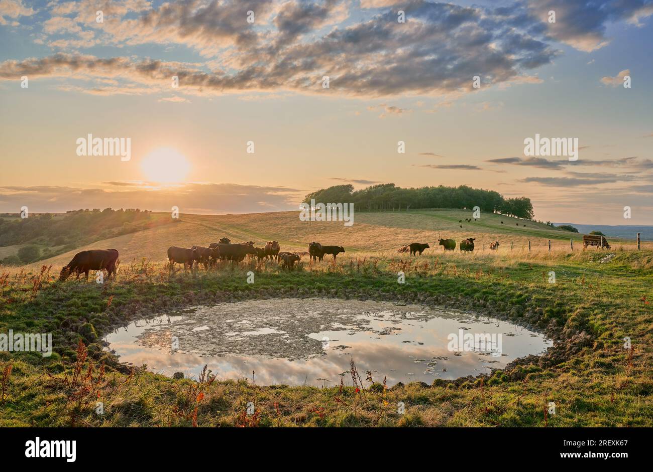 Le bétail boit dans un étang de rosée traditionnel sous la lumière du soleil du soir sur les South Downs Banque D'Images Le bétail boit dans un étang de rosée traditionnel sous la lumière du soleil du soir sur les South Downs Banque D'Images