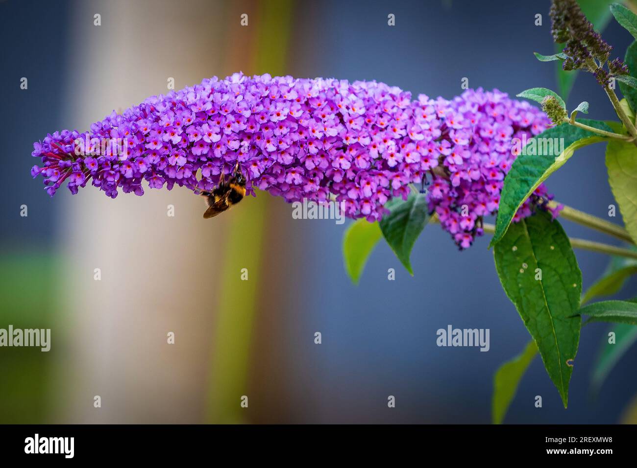 Fleur de Buddleia avec bourdon recueillant le pollen. Banque D'Images