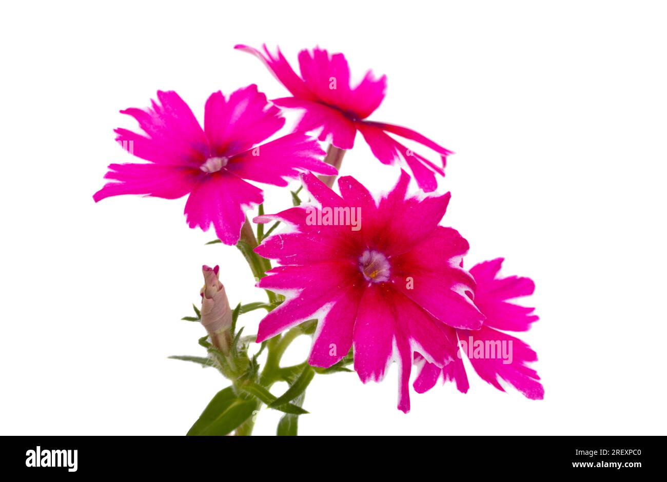 fleurs de verveine rose isolées sur fond blanc Banque D'Images