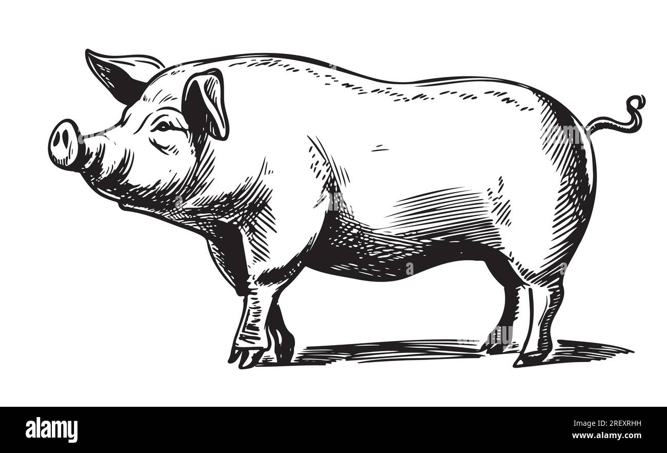 Cochon debout dans un style graphique illustration de l'agriculture et de l'élevage Illustration de Vecteur