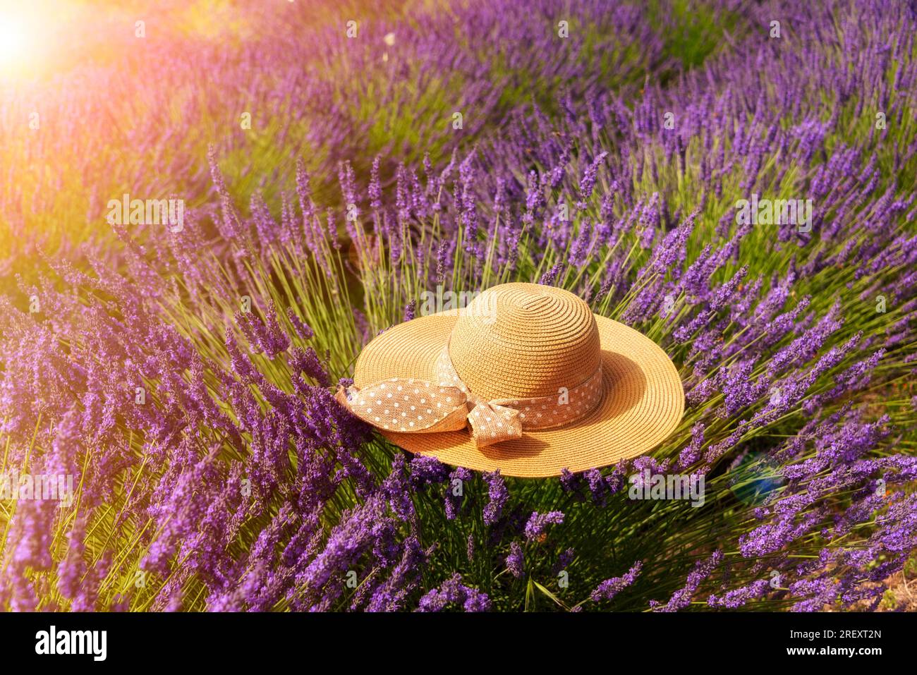 Champ de lavande avec chapeau de paille d'été Banque D'Images