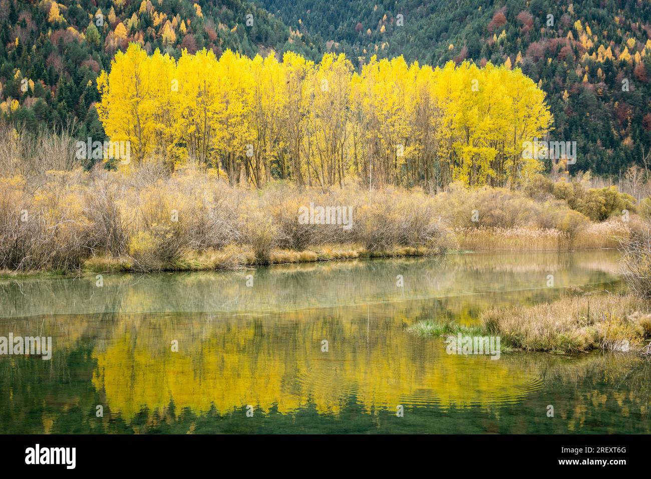 Groupe de prairies dans le réservoir de Pineta, Populus Alba, Vallée de Pineta, Ordesa et Parc National du Monte Perdido, province de Huesca, commune autonome Banque D'Images