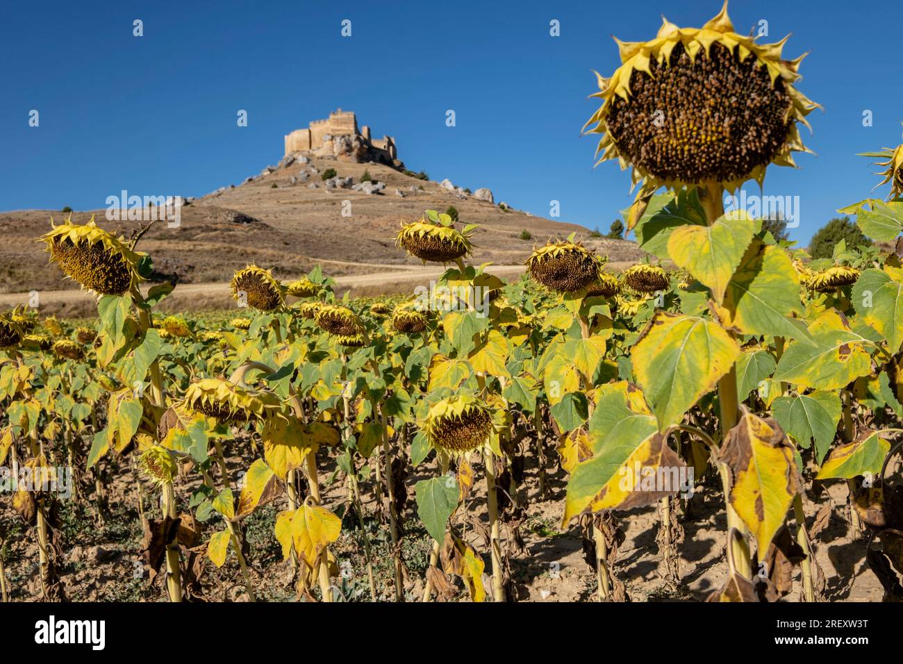 Champ de tournesol, Helianthus annuus, Château de Gormaz, 10e siècle, Gormaz, Soria, Communauté autonome de Castille, Espagne, Europe Banque D'Images