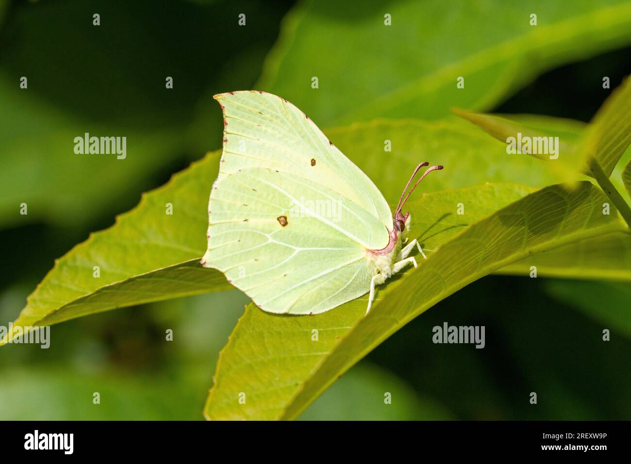 Papillon en pierre de jauge Gonepteryx rhamni sur la feuille dans la campagne anglaise Angleterre Royaume-Uni Banque D'Images