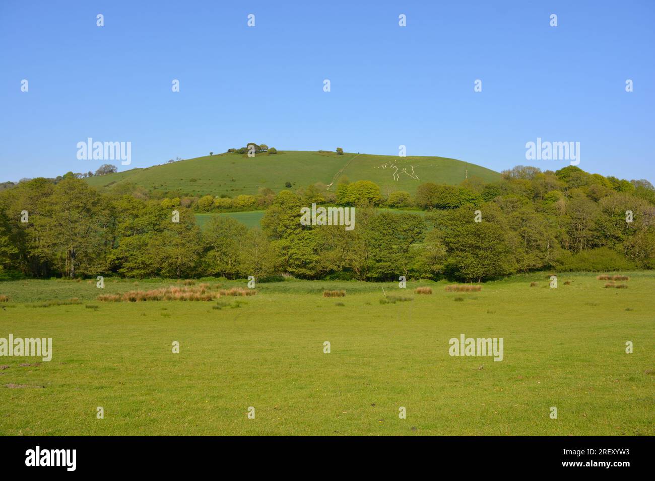 Paysage anglais d'été, vue sur un champ grêle luxuriant jusqu'au célèbre monument de la figure de colline géante taillée dans la craie, cerne Abbas, Dorset, Angleterre Banque D'Images