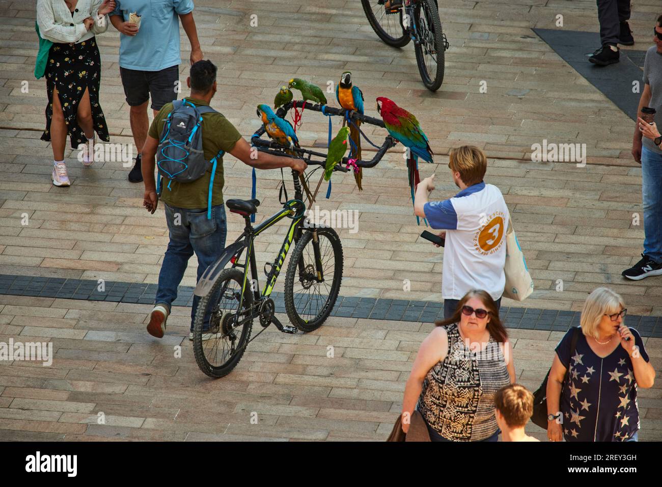 Cycliste MediaCityUK avec des perroquets colorés sur le guidon, Banque D'Images