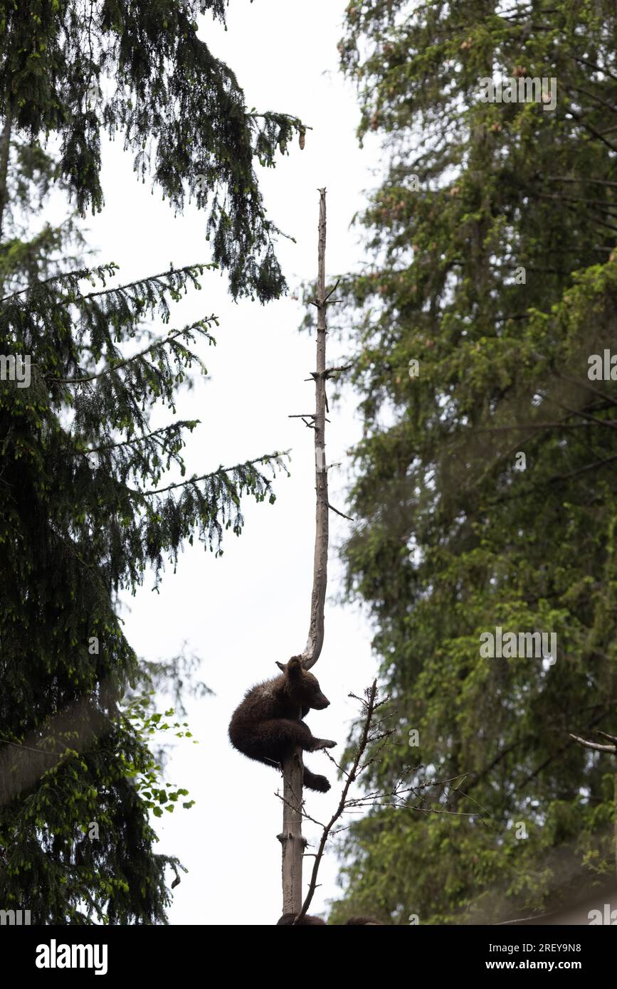 ourson d'ours brun assis sur son mais au sommet d'un épinette. Tir vertical. Espace pour le texte. Banque D'Images