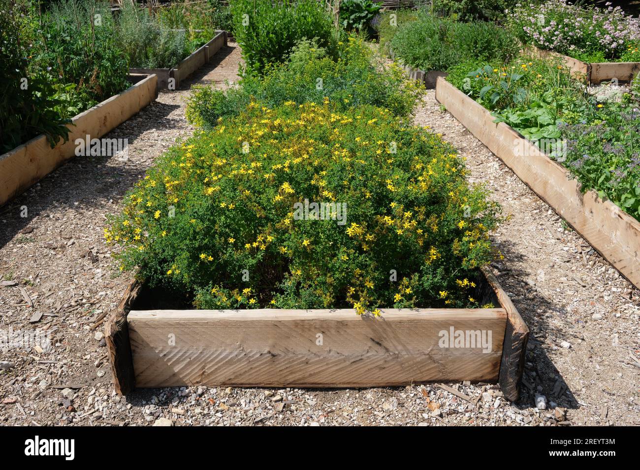 Herbe saine - Hypericum - plantes de millepertuis dans un lit de jardin. Plante médicinale tutsan florissante dans le jardin apothicaire. Médecine alternative à base de plantes. Banque D'Images