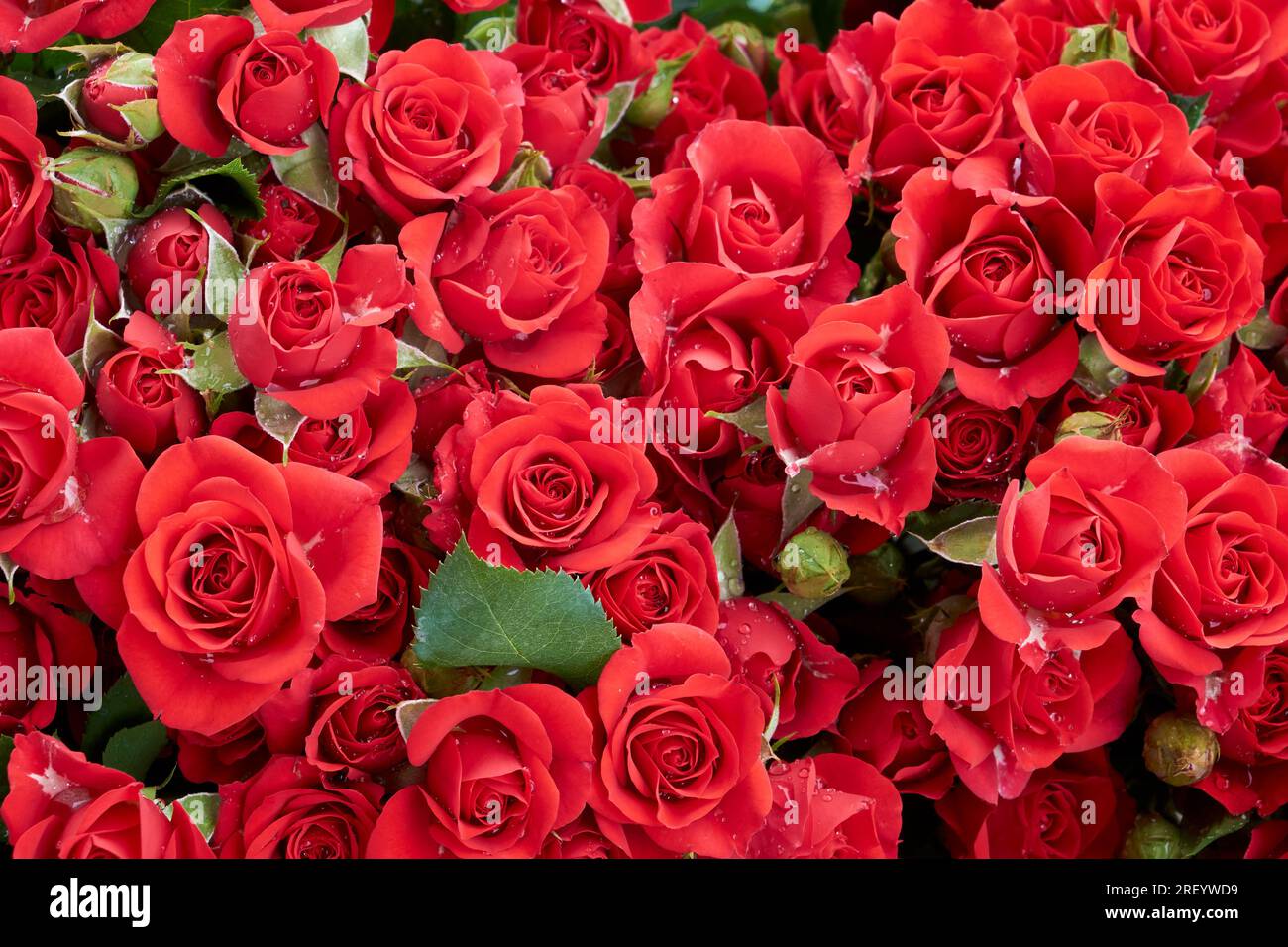 Fond festif de roses rouges fleuries, bouquet floral carte. Fond de mur de fleurs rouges avec des roses étonnantes. Belles fleurs roses, vue de dessus, plat Banque D'Images