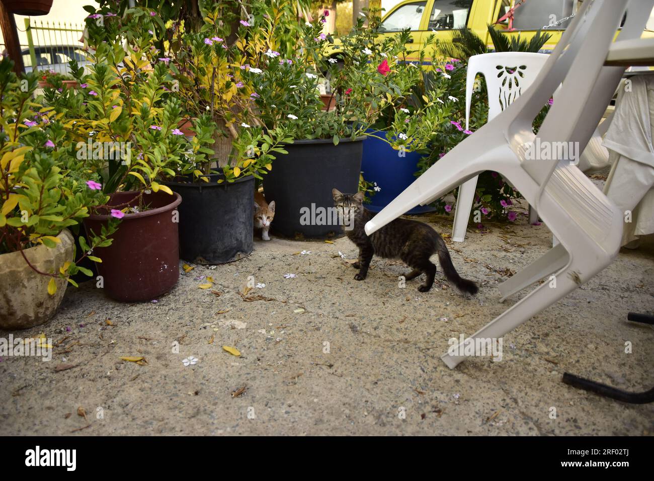 Chat est dans le jardin. Ora, Chypre. Banque D'Images
