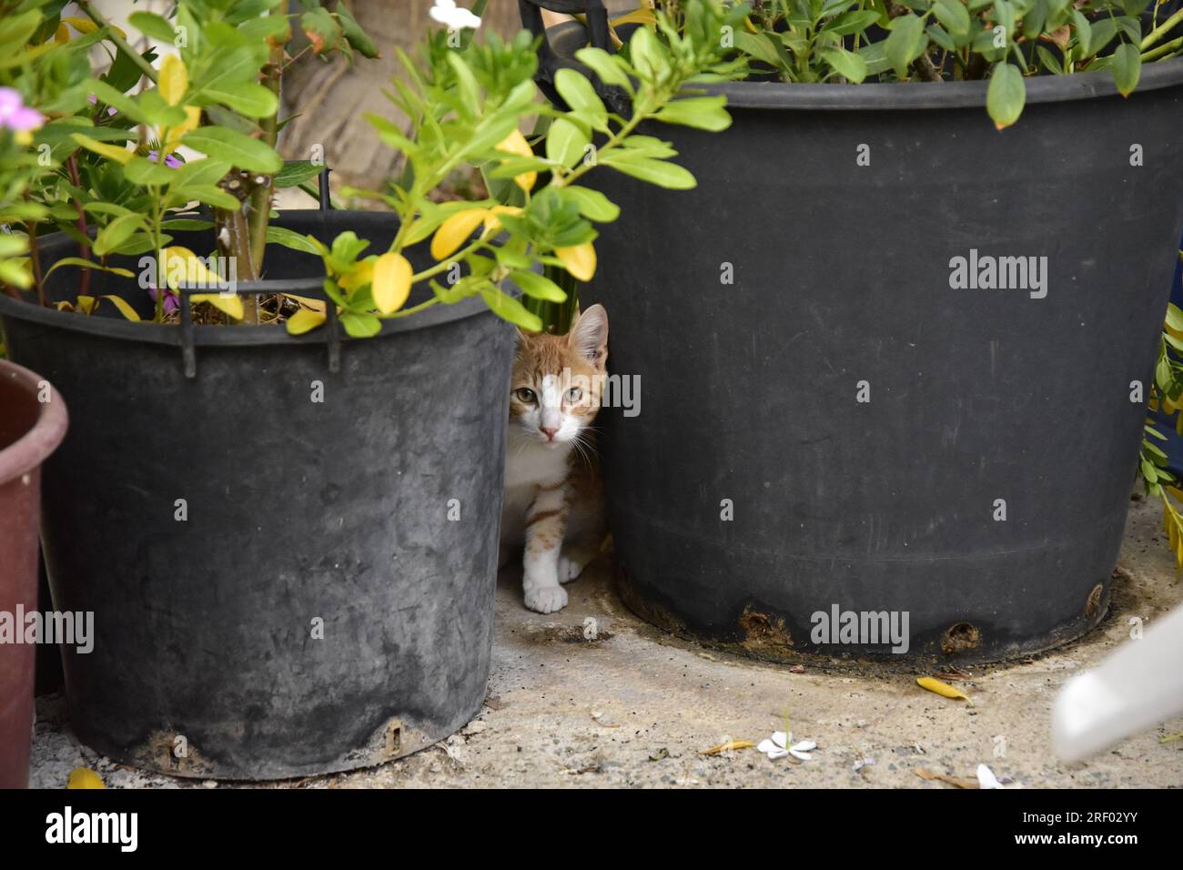 Peeping Tom. Banque D'Images