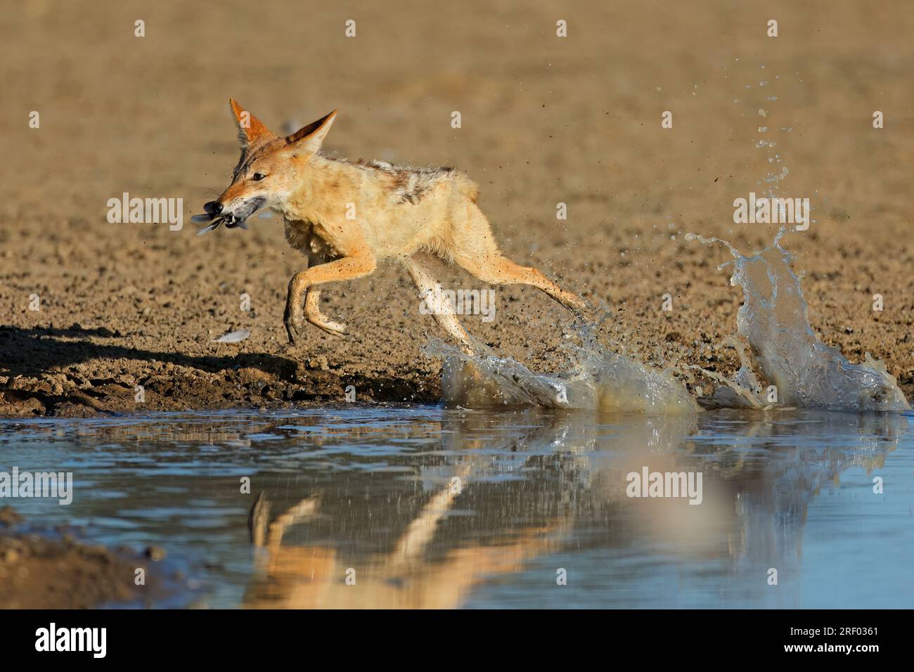 Un chacal à dos noir (Canis mesomelas) chasse des colombes dans un trou d'eau, désert du Kalahari, Afrique du Sud Banque D'Images