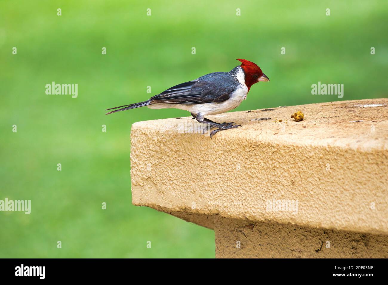 Cardinal à crête rouge. Banque D'Images