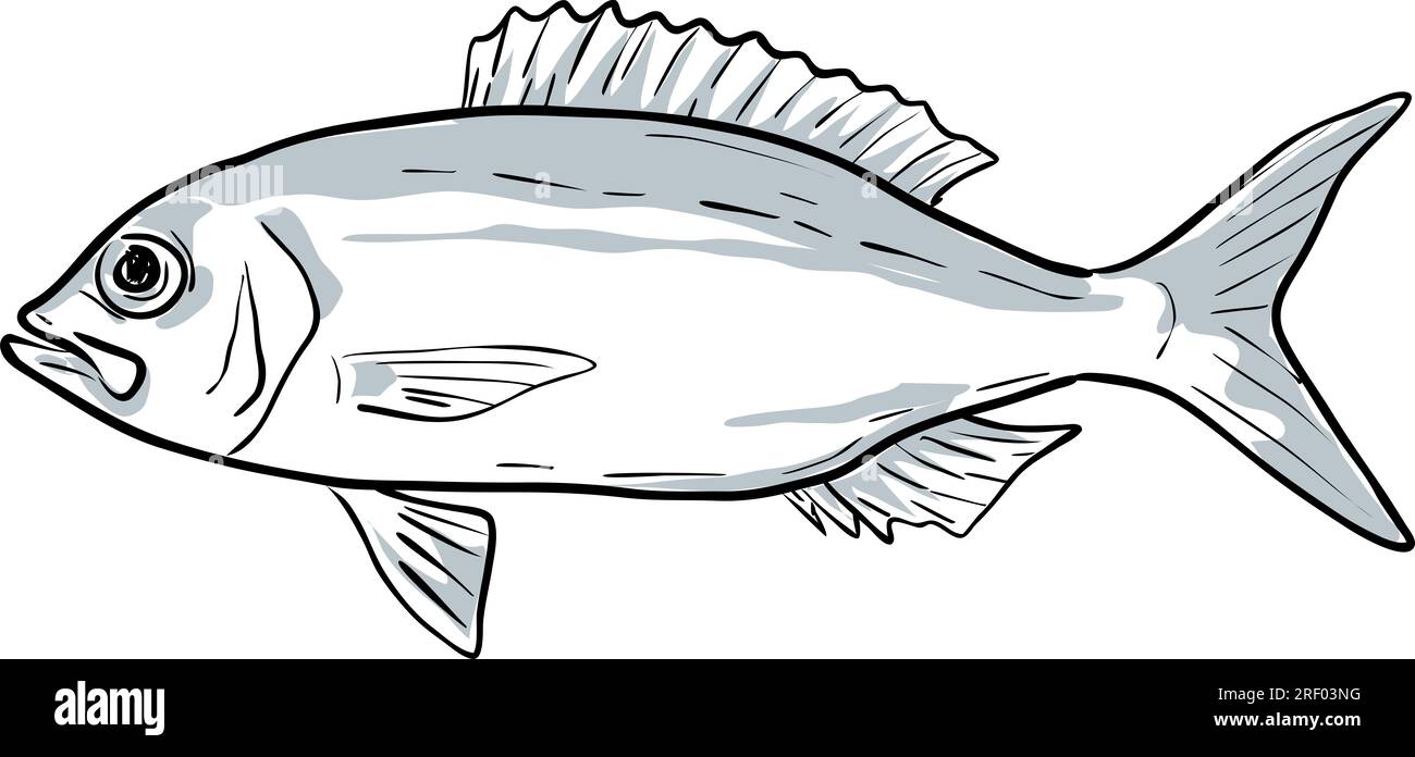 Dessin de style bande dessinée dessin illustration d'un wenchman ou Pristipomoides aquilonaris poisson du golfe du Mexique sur fond blanc isolé. Banque D'Images