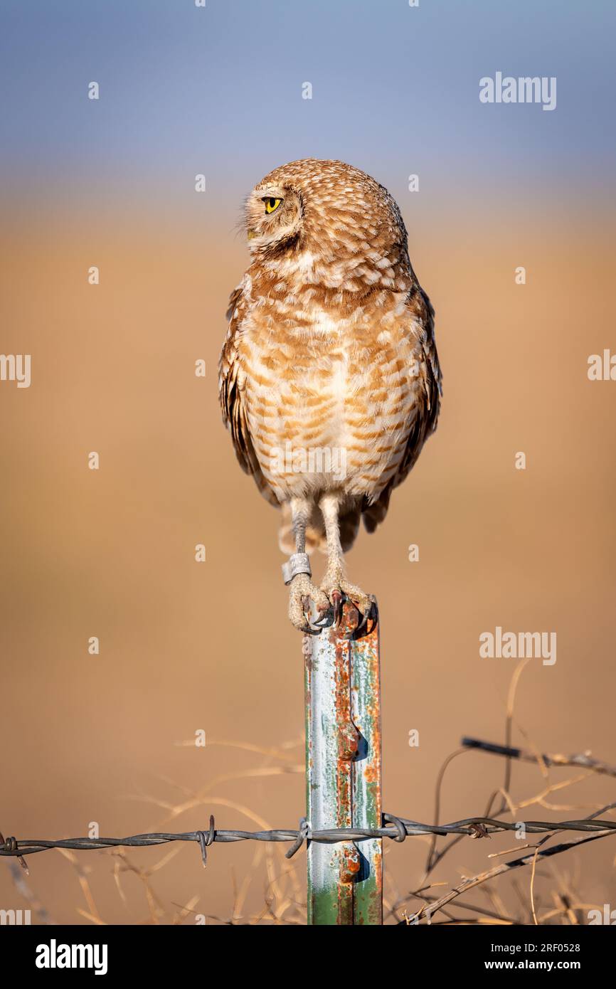 Perché Owl sur une clôture avec une bande sur sa jambe Banque D'Images