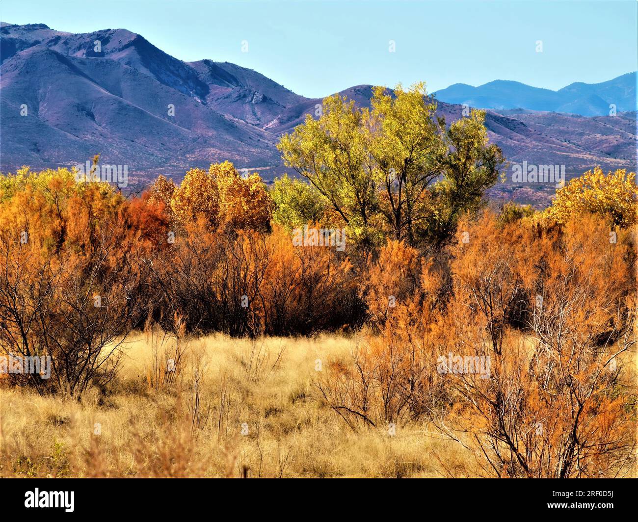 Plusieurs arbres colorés d'automne au parc national de White Sands du Nouveau-Mexique Banque D'Images