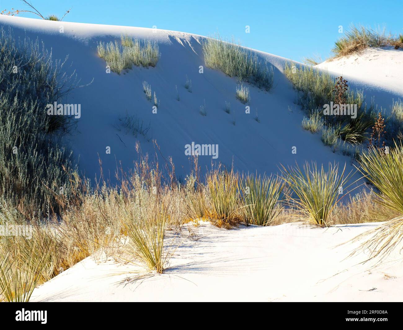 Dunes de sable et flore au parc national de White Sands, Nouveau-Mexique Banque D'Images