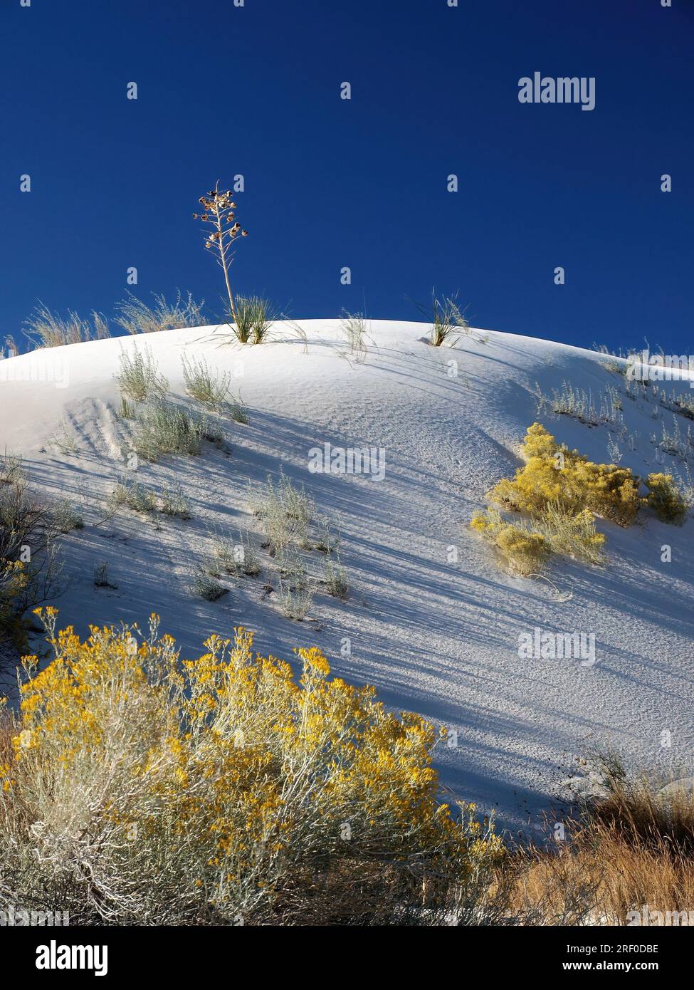Flore et dunes multiples au parc national de White Sands, Nouveau-Mexique Banque D'Images