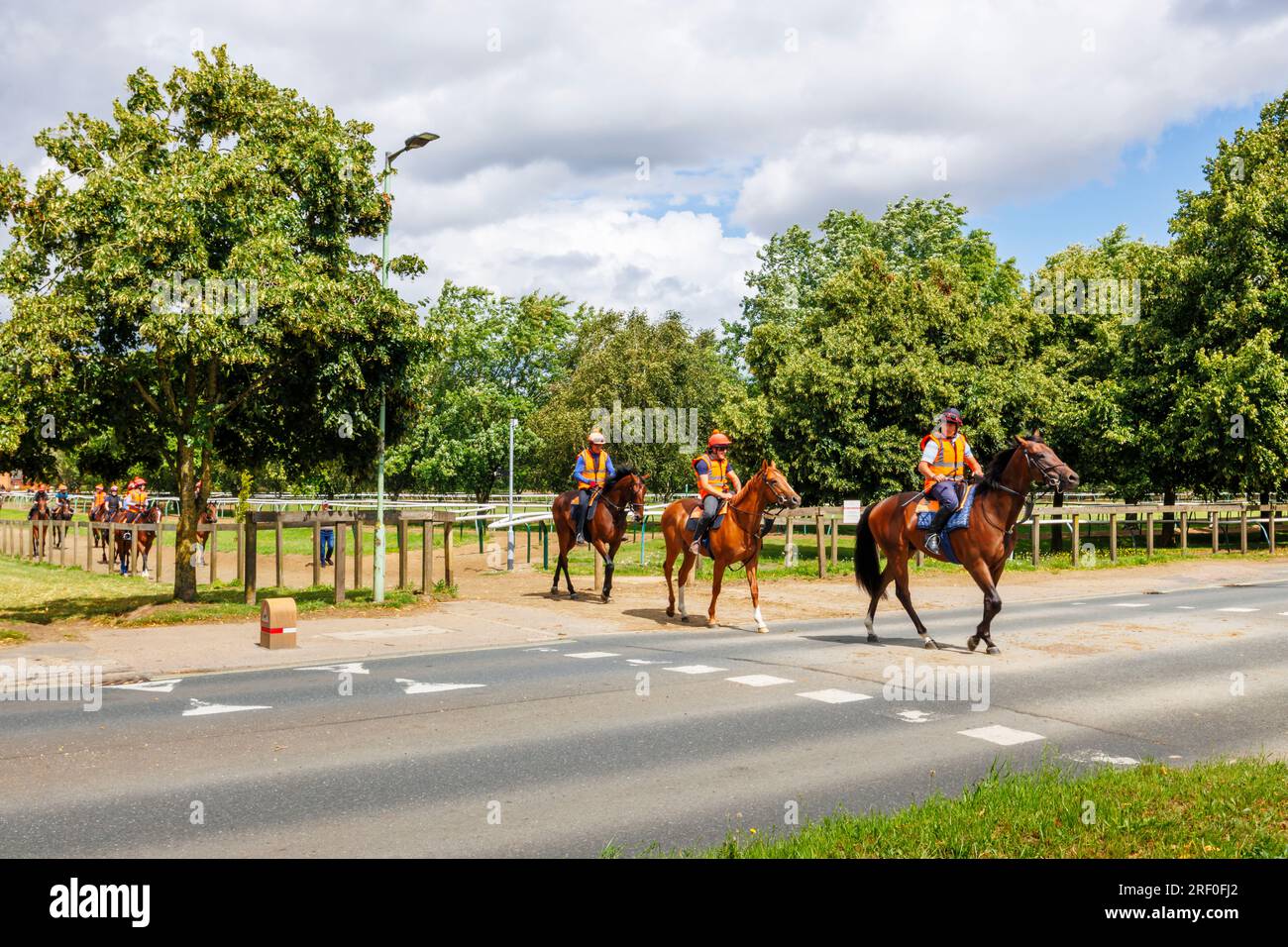 Chevaux de race châtaignier traversant la route entre les paddocks à Newmarket, une ville de marché dans le district de West Suffolk dans le Suffolk, dans l'est de l'Angleterre Banque D'Images