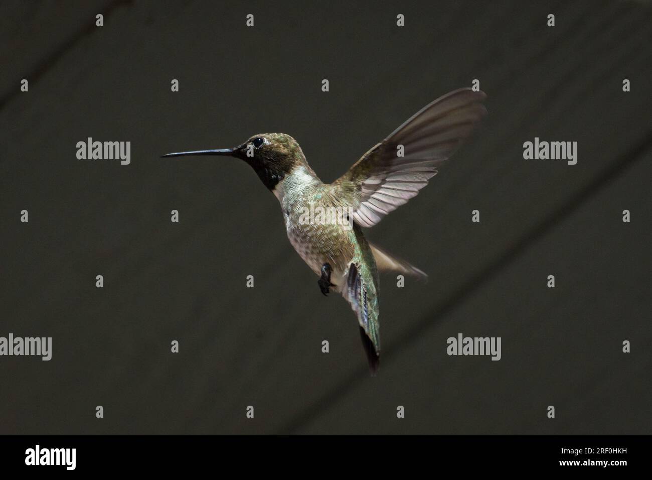 Un colibri mâle à chiné noir (Archilochus alexandri) plane dans le sud de la Californie. Banque D'Images