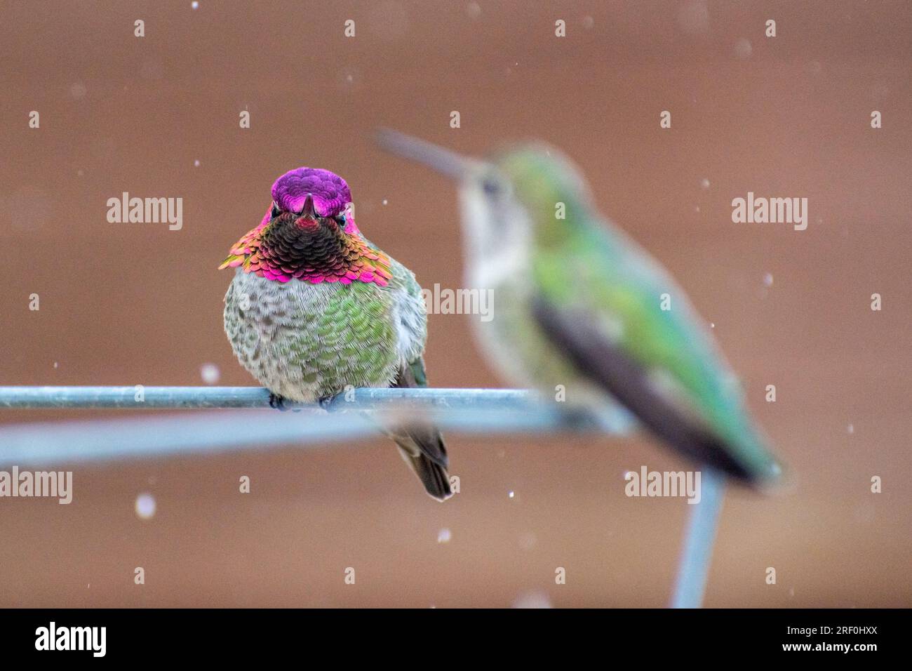 Deux colibris d'Anna (Calypte anna) s'assoient alors que la neige tombe dans le sud de la Calidfornia. Banque D'Images