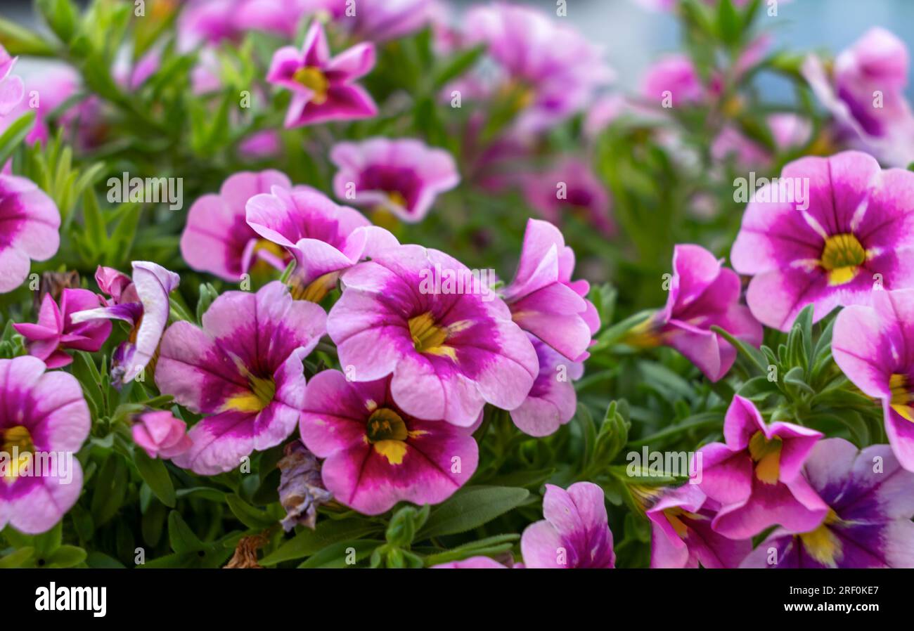 Gros plan d'une fleur Calibrachoa en pleine floraison Banque D'Images