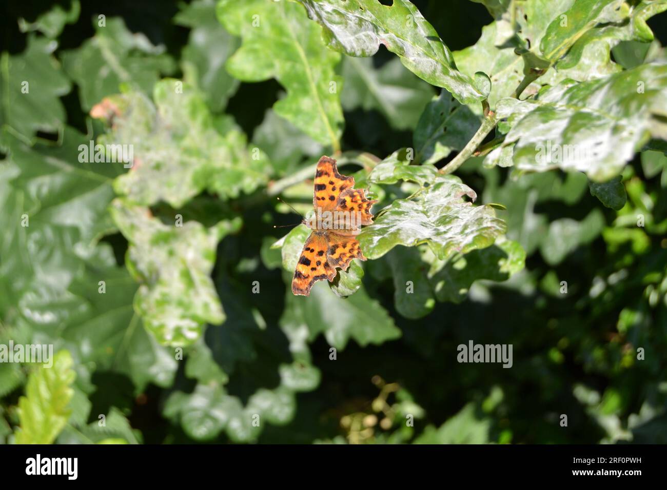 Un papillon virgule reposant sur une feuille de chêne dans le nord ouest du Kent près de Knockholt, Chevening, Brasted, Sevenoaks, Westerham, En juillet Banque D'Images