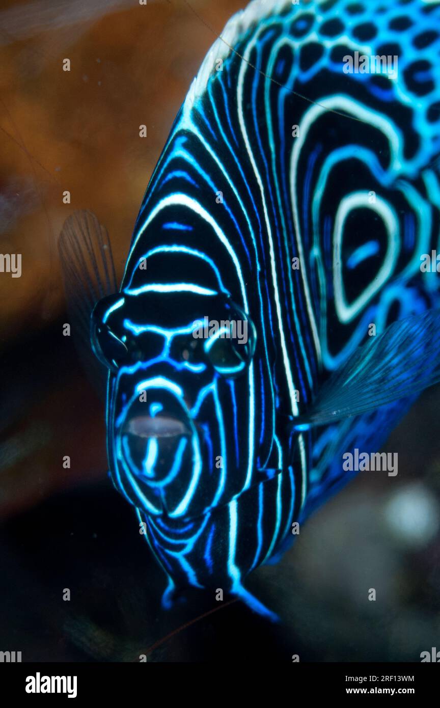 Juvenile Emperor Angelfish, Pomacanthus imperator, Seraya Beach Resort House Reef, Karangasem, Bali, Indonésie Banque D'Images