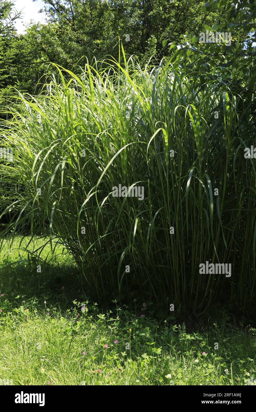 Miscanthus sinensis petite herbe verte zébrée Banque D'Images
