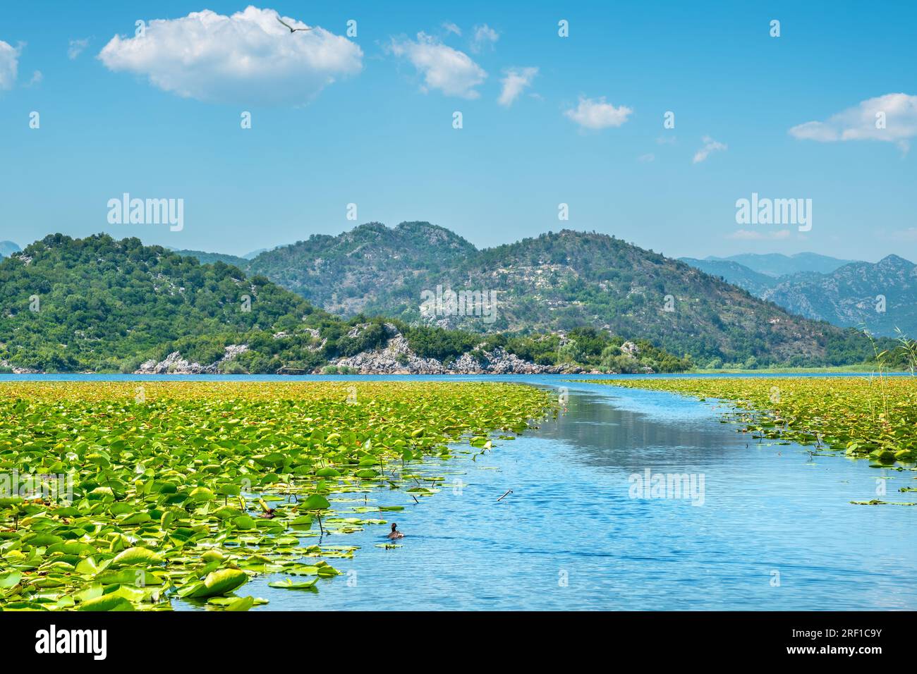 Nénuphars sur le lac Skadar. Province de Cetinje, Monténégro Banque D'Images