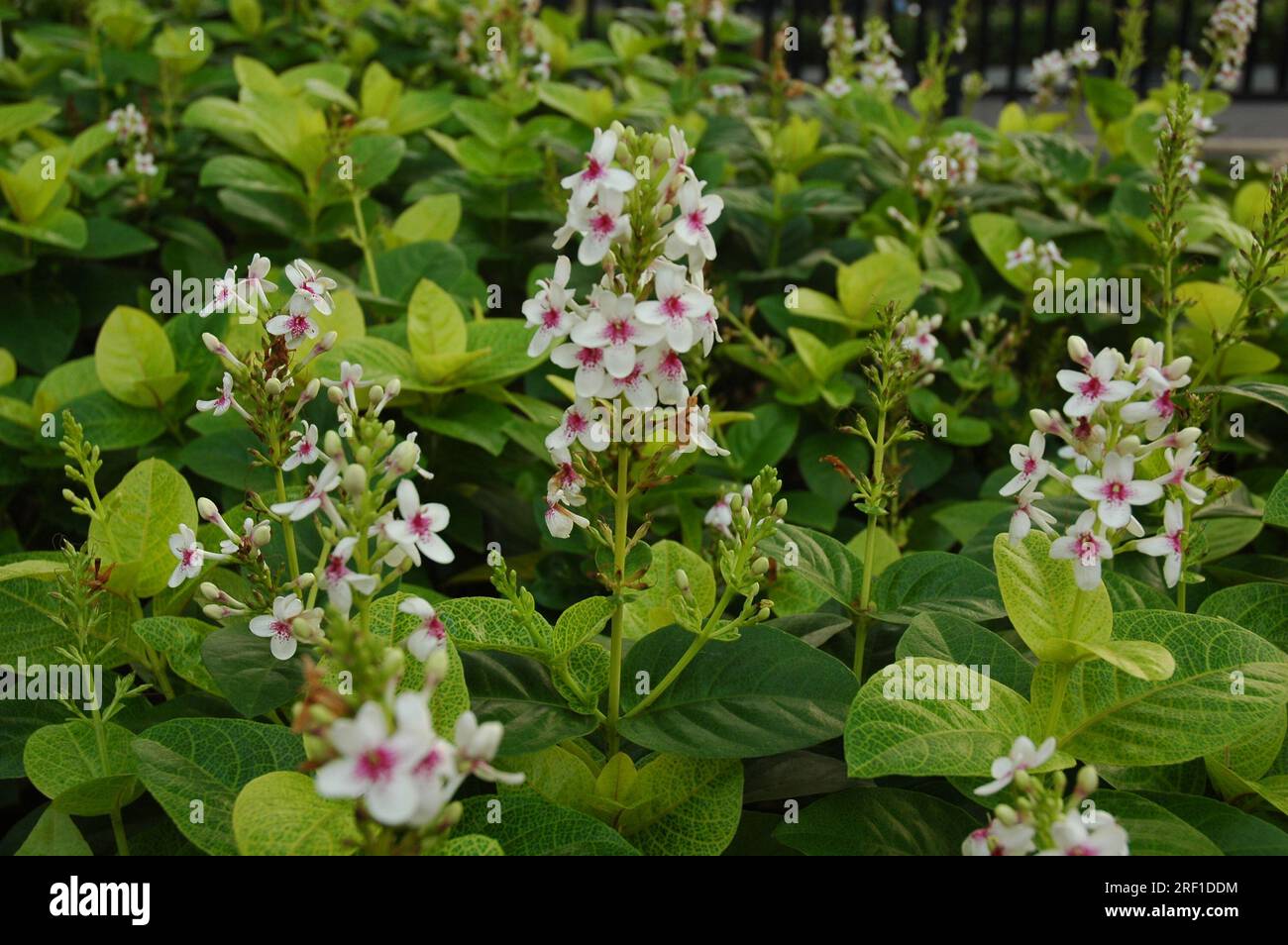 Pseuderanthemum reticulatum ou jasmin japonais Banque D'Images