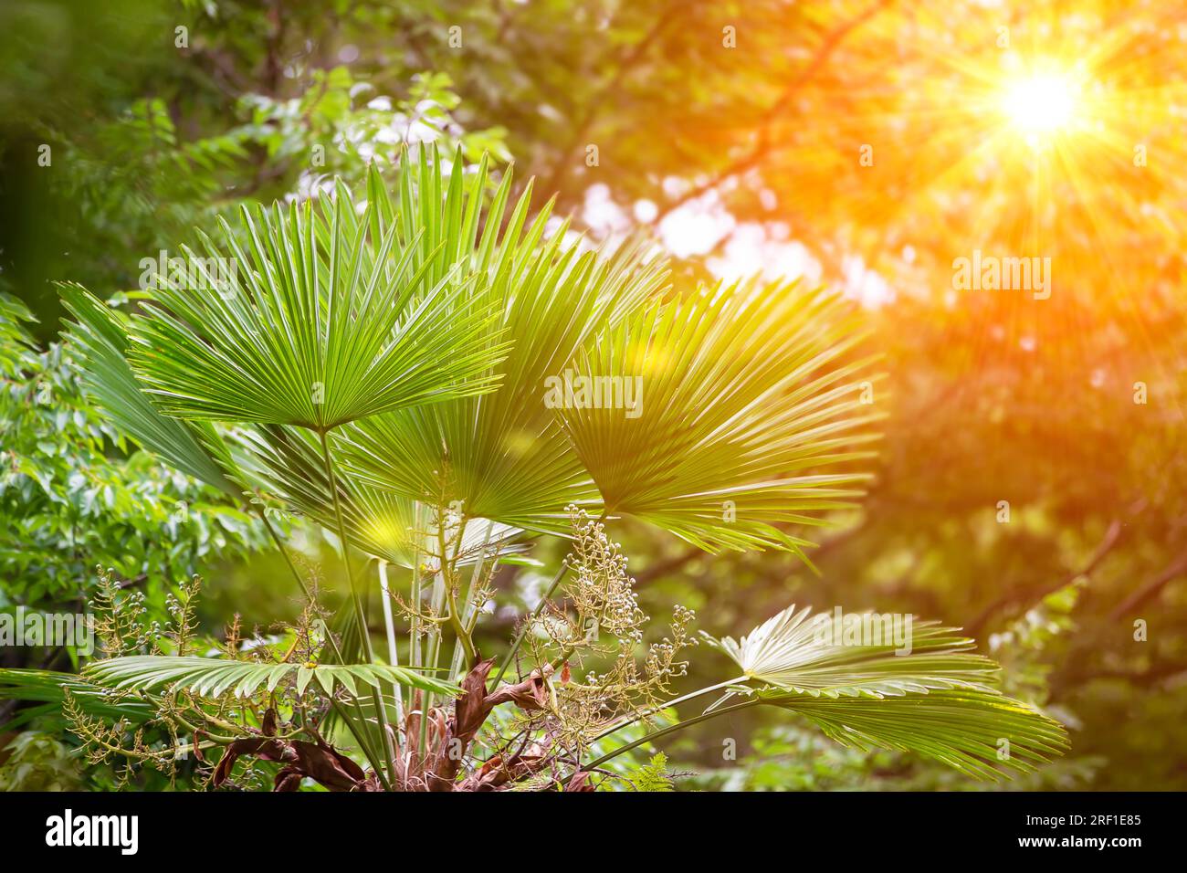 Feuilles de palmier tropical dans les rayons de la lumière jaune du soleil. Fond floral Banque D'Images