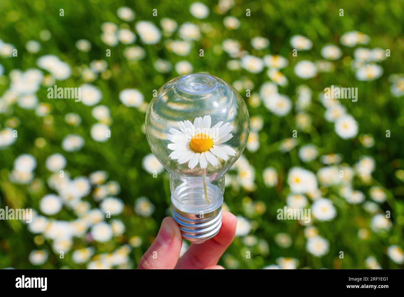 Ampoule avec une Marguerite fleurie nichée à l'intérieur tenue doucement dans une main contre une toile de fond de prairie de fleurs. Connexion harmonieuse entre la technologie et Banque D'Images