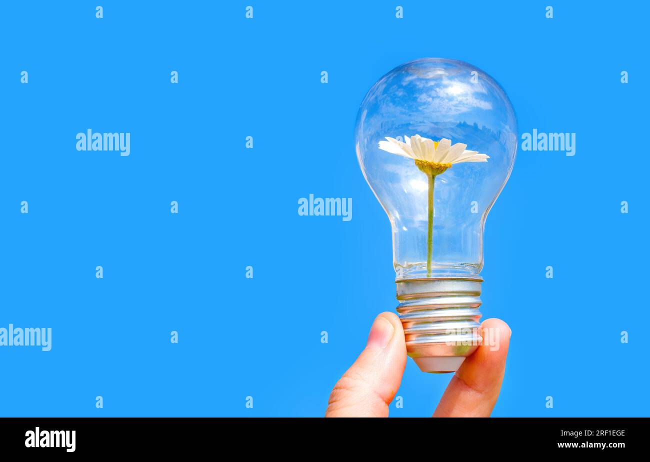 Ampoule avec une Marguerite fleurie nichée à l'intérieur tenue doucement dans une main sur un fond bleu apaisant. Connexion harmonieuse entre la technologie et na Banque D'Images