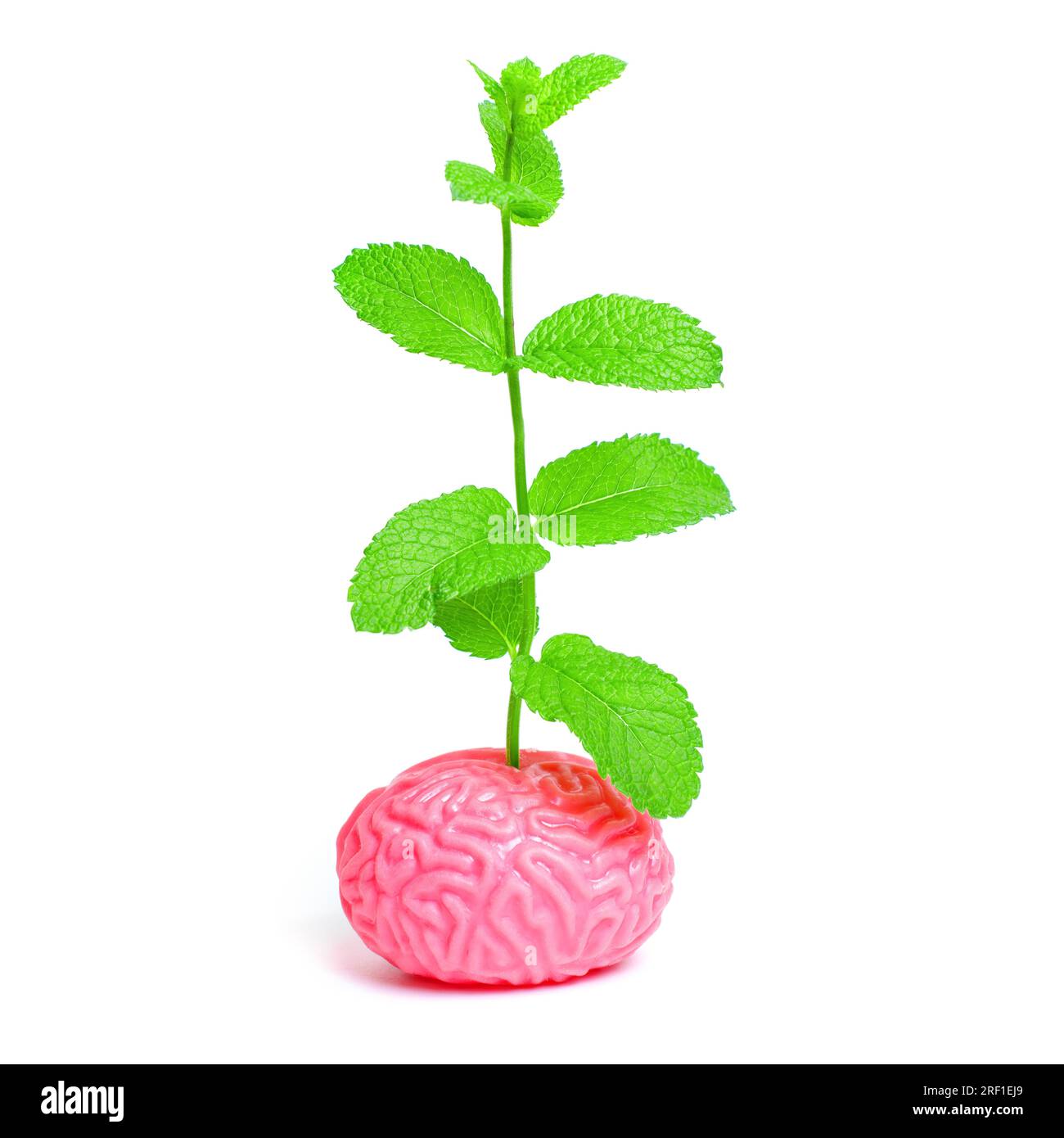 Jeune plante pousse à partir d'un modèle anatomique du cerveau humain isolé sur blanc. Représentation métaphorique de la croissance et du développement. Banque D'Images