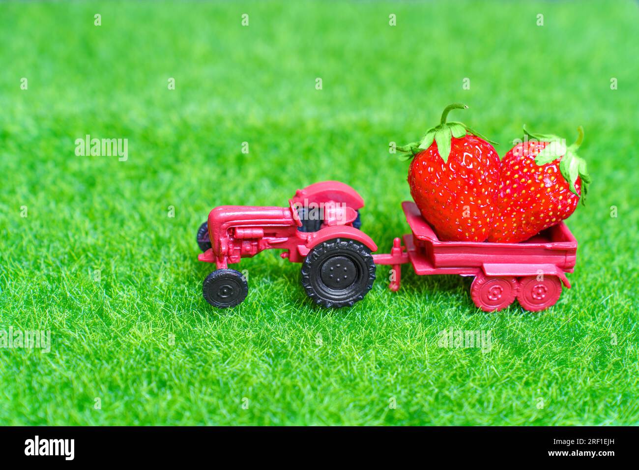 Petit tracteur porte deux fraises succulentes dans son lit de chargement, posé contre une pelouse verte vibrante. Concept de saison de récolte. Banque D'Images