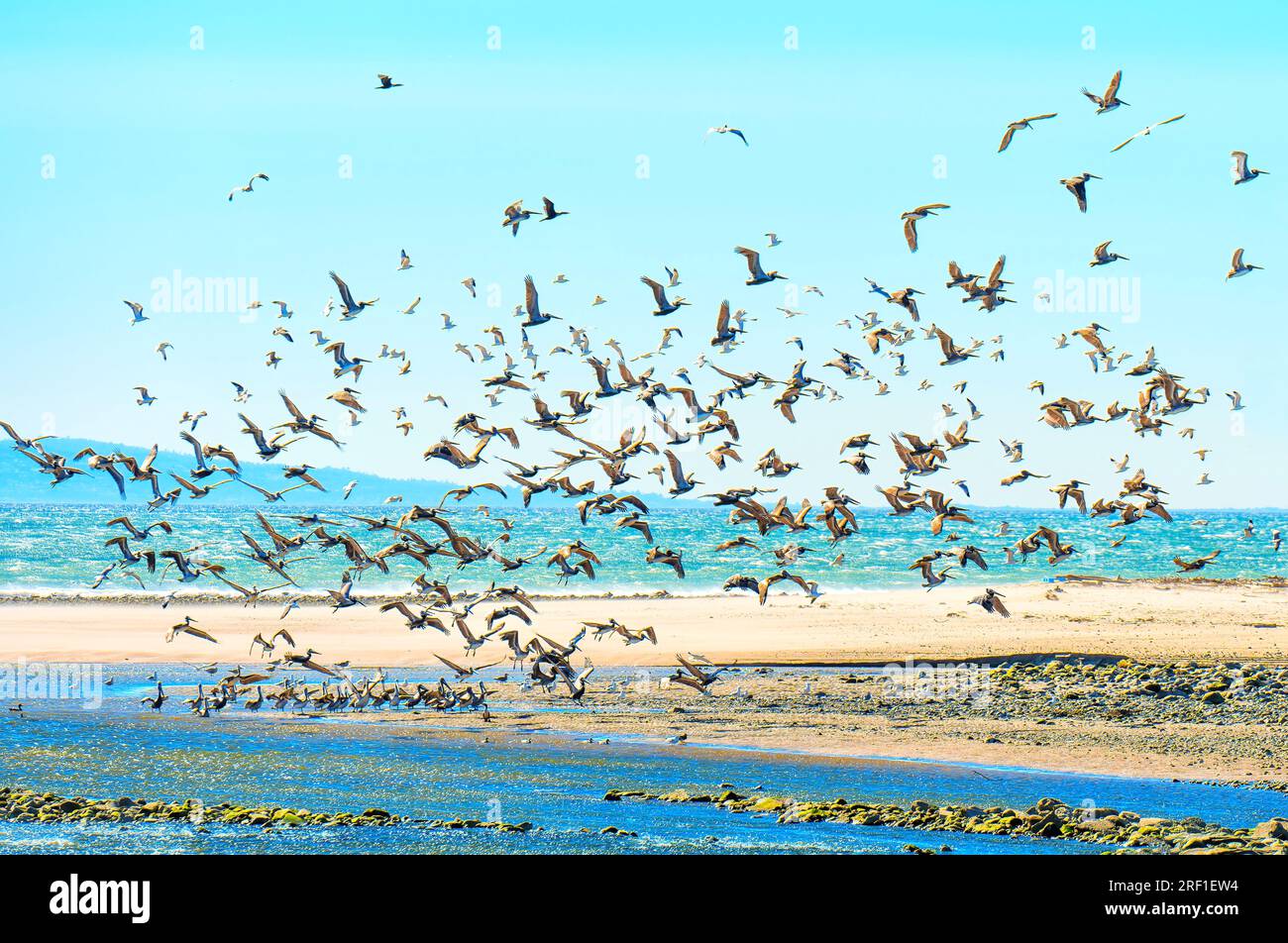 Grand troupeau de pélicans bruns prenant gracieusement leur envol des eaux peu profondes le long du paradis côtier de Malibu. Banque D'Images