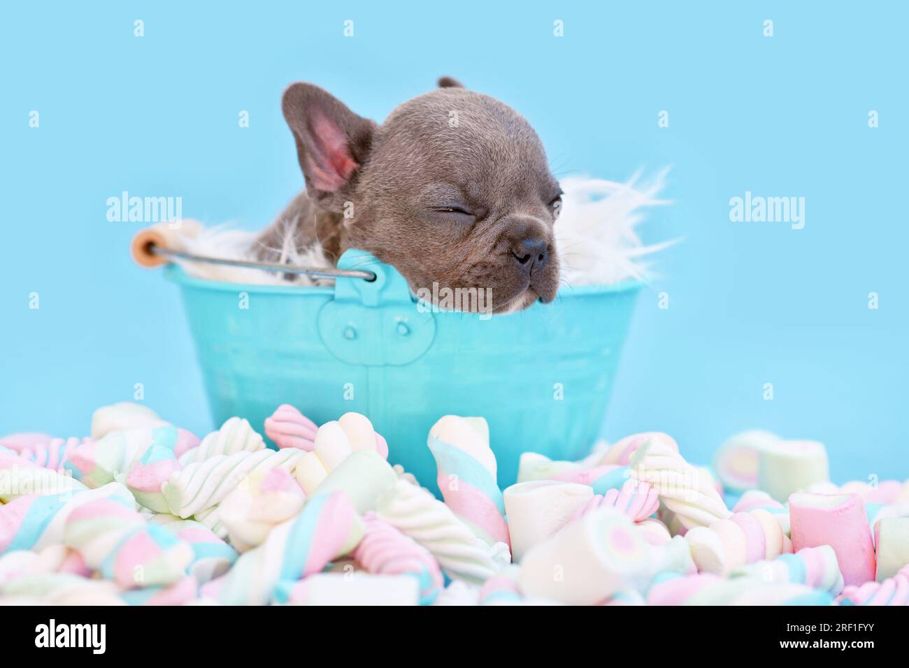 Chien de taureaux français endormi chiot dans un seau sur fond bleu avec bonbons guimauves Banque D'Images