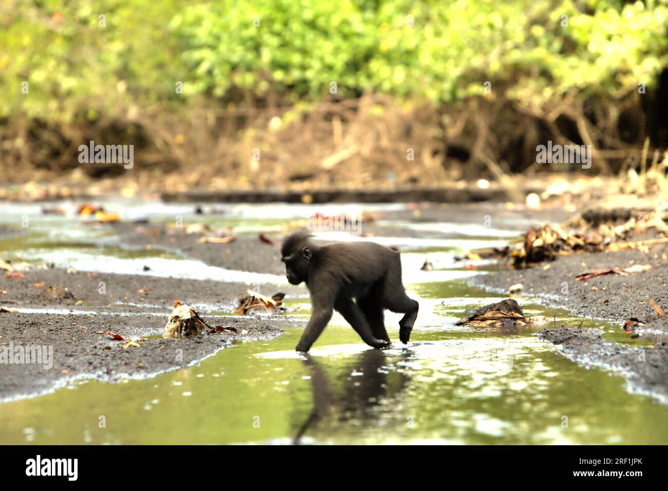 Un macaque à crête noire (Macaca nigra) se nourrit sur un ruisseau près d'une plage dans la réserve naturelle de Tangkoko, Sulawesi du Nord, Indonésie. La température a augmenté dans la forêt de Tangkoko, un habitat protégé pour le macaque à crête menacé dans le nord de Sulawesi, selon une équipe de scientifiques dirigée par Marine Joly, publiée dans International Journal of Primatology en juillet 2023. « Entre 2012 et 2020, les températures ont augmenté jusqu’à 0,2 degrés Celsius par an dans la forêt, et l’abondance globale des fruits a diminué de 1 pour cent par an », ont-ils écrit. Banque D'Images