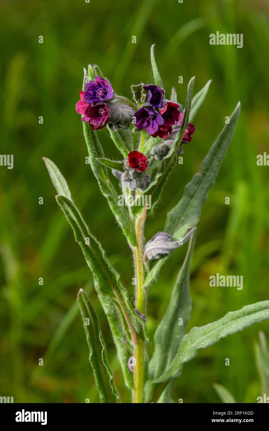 Dans la nature, Cynoglossum officinale fleurit parmi les herbes. Un gros plan des fleurs colorées du sedum commun dans un habitat typique. Banque D'Images